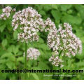 Valerian Extract,Valerianic Acid